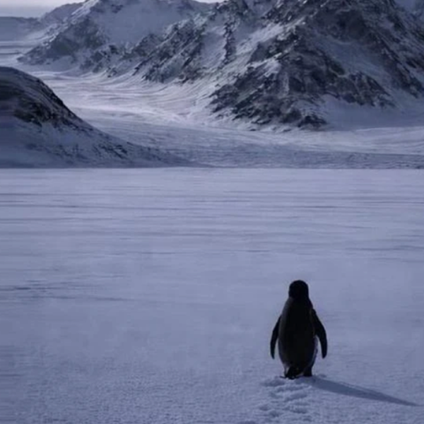 A lone penguin on an icy landscape in front of some mountains